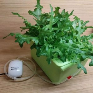 Kratky 克拉特基水耕箱(無曝氣/免插電)|多規格
