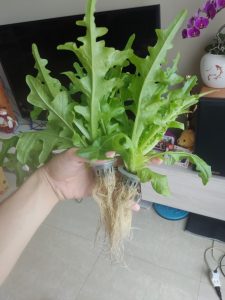 專案既有水耕根系照片